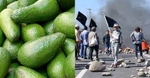 Georgia is in usda plant hardiness zone 7 and does occasionally experience frost and deep freezes. Stop Water Theft For Avocados In Chile Rainforest Rescue