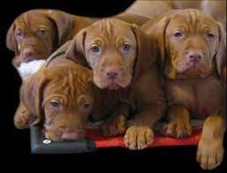 Vizsla Breeder Registry Vizsla Vizsla Puppies Vizsla Dogs