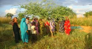 It grows to 21 feet tall. Desertification And The Gum Arabic Tree Acacia Senegal Desertification