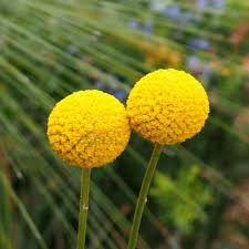 Find great deals on ebay for belly button flowers. Plantfiles Pictures Pycnosorus Species Billy Buttons Drumsticks Craspedia Globosa By Kell