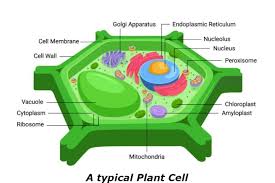 We did not find results for: Cell Wall Definition Diagram Function Cell Wall Layers