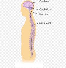 In this article, we will outline the stages involved in the development of the central nervous. Diagram Of Central Nervous System Central Nervous System Png Image With Transparent Background Toppng