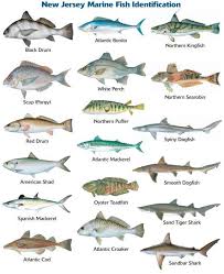 106 best fish identification images on pholder fishing