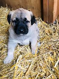 Die welpen sind geimpft, entwurmt und tierärztlich untersucht. Sivas Kangal Welpen Reinrassig In 47169 Duisburg Fur 750 00 Zum Verkauf Shpock De