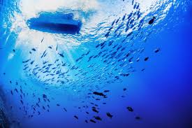 Image result for sea