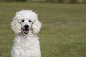 We have hand selected each parent for the best health and genetics with an awesome pedigree. Poodle Canine Habit
