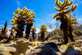 The cholla cactus garden sits directly along pinto basin road, and has it's own parking area. Exploring Cholla Cactus Garden Joshua Tree Ca That Adventure Life