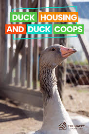 An extra nest box is a great idea if you want to fit the maximum number of chickens in your bungalow chicken coop! Duck Housing And Duck Coops The Happy Chicken Coop