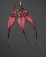 Image result for Bulbophyllum stolzii
