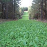 Available in bulk seed bags or in economical smaller jugs. Deer Food Plot Seed For Sale Online Outsidepride