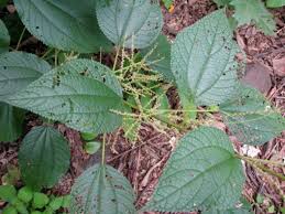 Image result for Boehmeria macrophylla