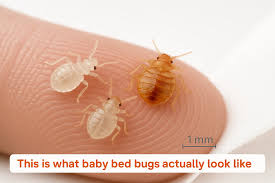 Image result for Bed Bug