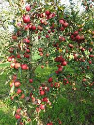 Cara menggambar dan mewarnai apel drawing and coloring apple drawingapple coloringapple drawingandcoloringapple apple. Apel Pohon Buah Foto Gratis Di Pixabay