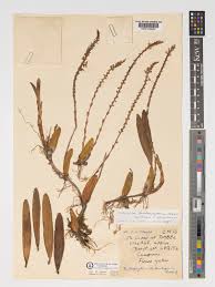 Image result for Bulbophyllum sandersonii