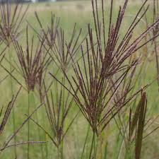 Image result for Digitaria gazensis