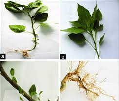 Image result for Solanum supinum