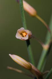 Image result for Asparagus flavicaulis