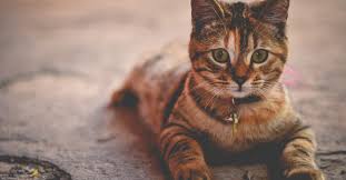 Check spelling or type a new query. Les Meilleurs Noms En P Pour Un Chat En 2019