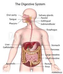 We did not find results for: Digestive System Labeled Stock Illustration Adobe Stock