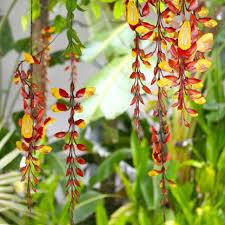 Image result for Thunbergia crispa