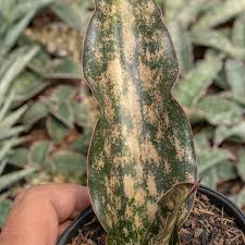 Image result for Sansevieria kirkii