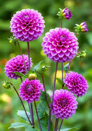 Image result for Clappertonia ficifolia