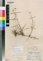 Image result for Kyllinga erecta