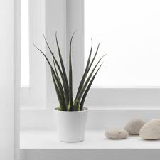 Sansevieria Potplant Diverse Soorten Ikea Potplanten Ikea Decoreren