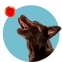 Buchen in über 85.000 reisezielen weltweit. Four Paws Pet Ranch Pet Boarding Dog Daycare Grooming Training Santa Rosa Ca