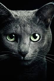 Black And White Cat With Green Eyes Russian Blue Cat Russian Blue Russian Blue Cat Green Eyed Cat