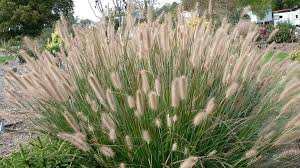 Discover savings on patio & garden items & more. Pennisetum Alopecuroides Cayenne Pp 31097 In 2021 Ornamental Grasses For Shade Ornamental Grasses Pennisetum Alopecuroides