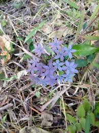 Image result for Pentas longiflora