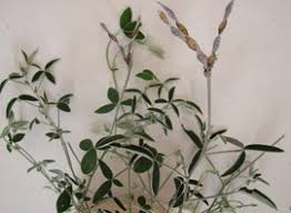 Image result for Argyrolobium stolzii