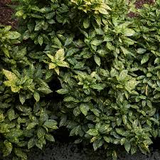 Image result for Aucuba