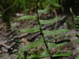 Image result for Asplenium africanum