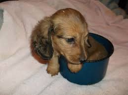 Mini dachshund puppies for sale in alabama. Carousel Acres Miniature Dachshunds Home Facebook