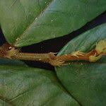 Image result for Antidesma membranaceum