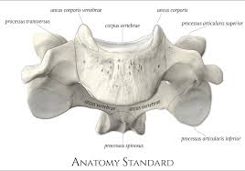 Ver·te·brae ) or ver·te·bras any of the segments. Typical Cervical Vertebrae C3 C6