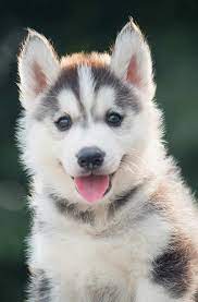 Find Out Why This Puppy S Ears Are Healthy And More Fascinating Dog Shape Facts In This Article From The Happy Puppy Cute Husky Puppies Siberian Dog Haski Dog