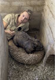 Image result for Northern hairy-nosed wombat