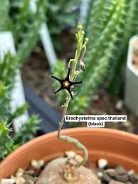 Image result for Brachystelma