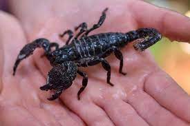 Other articles where black emperor scorpion is discussed: Emperor Scorpion The Maryland Zoo