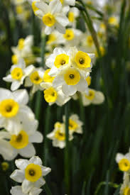 Mini Daffodil Canaliculatis Daffodils Daffodil Gardening Fall Plants