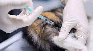 We provide a wide range of veterinary services including grooming, surgery, dentistry, and laboratory service. Veterinarian Near Me 51360 Allpets Animal Clinic