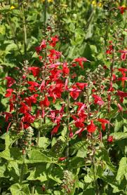 Scarlet Sage (Salvia coccinea) | Applewood Seed Company