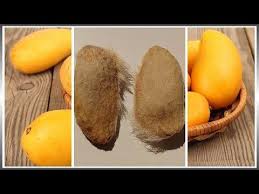можно ли вырастить манго из косточки в домашних условиях Kak Vyrastit Derevo Mango Iz Kostochki V Domashnih Usloviyah Chast 1 Youtube 2020 Mango Tohum Agac