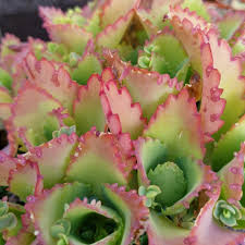 Image result for Kalanchoe lateritia