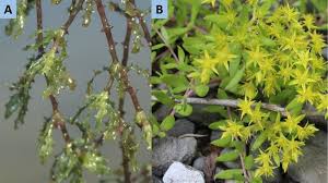 Image result for Najas marina