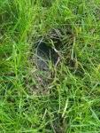 Locher In Der Wiese Hausgarten Net