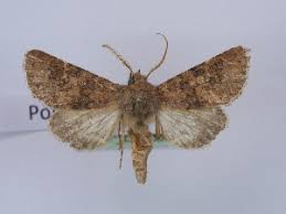 Image result for Polymixis polymita